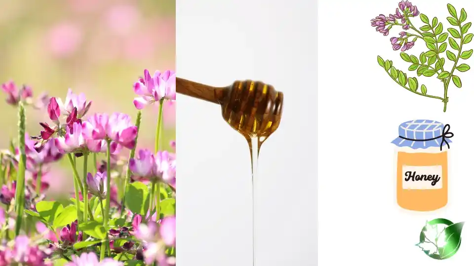 Commercial presentation of Astragalus Honey for wholesale product evaluation and buyer review.